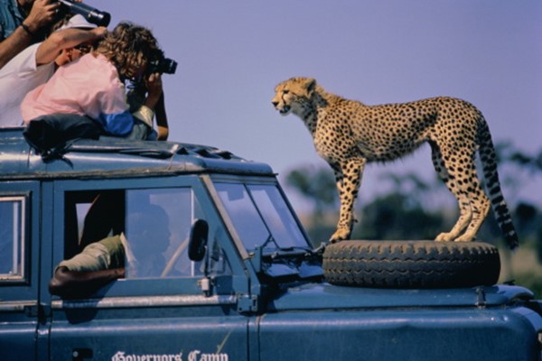 happy tourists on photography safari as cheetah climbs onto their vehicle and gets face to face with them thrilling experiences on safari