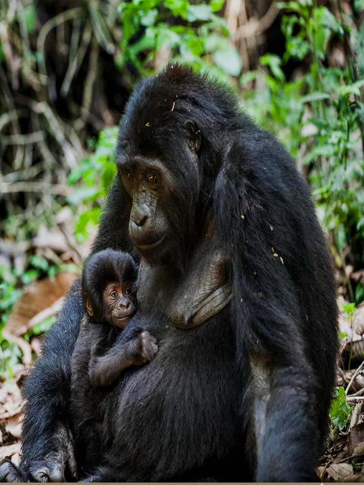 Virunga gorilla safari Mother very cute Baby Gorilla photo on safari ©bushtreksafaris