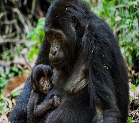 Virunga gorilla safari Mother very cute Baby Gorilla photo on safari ©bushtreksafaris