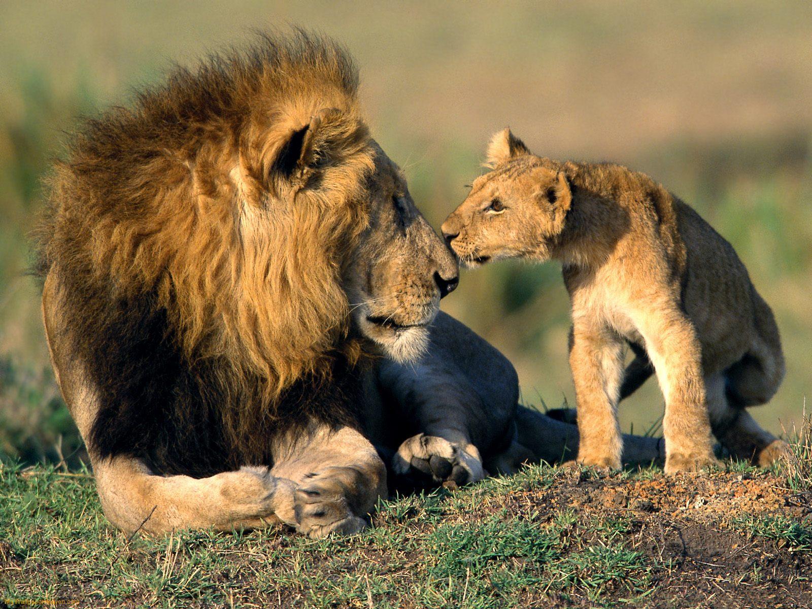 cub kisses father lion captured on a ®bushtreksafaris Kenya safari