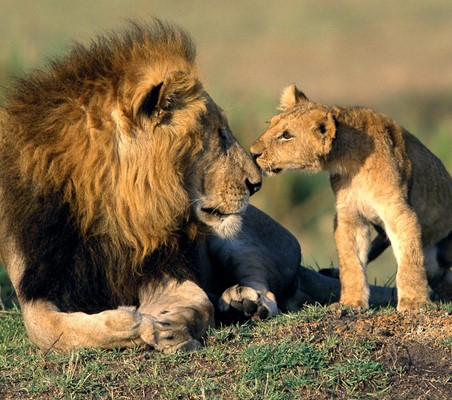 cub kisses father lion captured on a ®bushtreksafaris Kenya safari