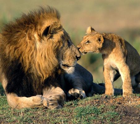 cub kisses father lion captured on a ®bushtreksafaris Kenya safari