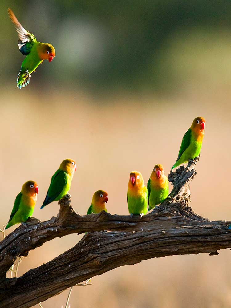 beautiful Love Birds seen here in the maasai Mara bird safari Kenya ©bushtreksafaris