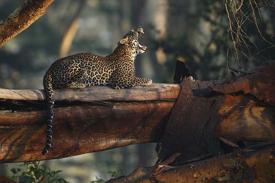 Leopard Yawn on felled acacia rare photo lake nakuru national park ©bushtreksafaris
