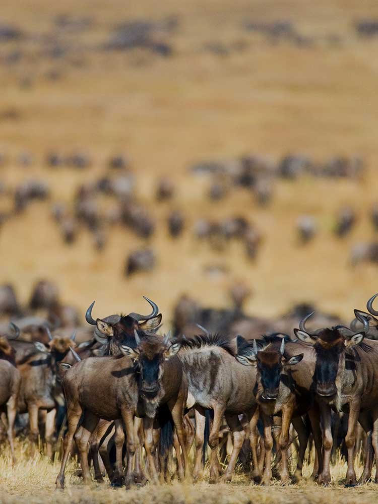 hundreds of Blue Wildebeest Migrating dry season Tanzania safari ©bushtreksafaris