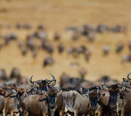 hundreds of Blue Wildebeest Migrating dry season Tanzania safari ©bushtreksafaris