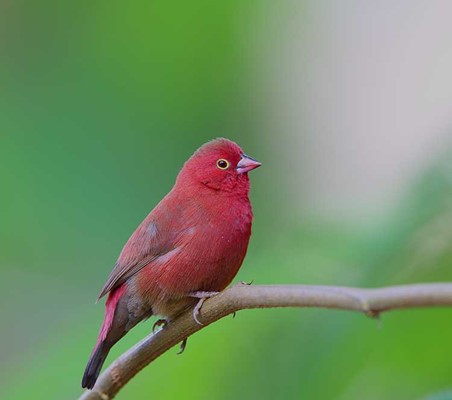 Red Billed Firefinch Uganda Kibale on a birding safari in Africa with ©bushtreksafaris