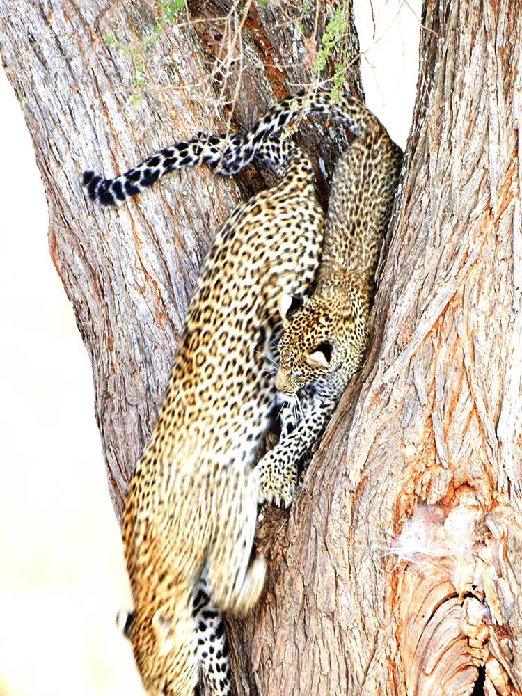 stunning photo of two Leopard cubs Running Down a tree playing serengeti ©bushteksafaris