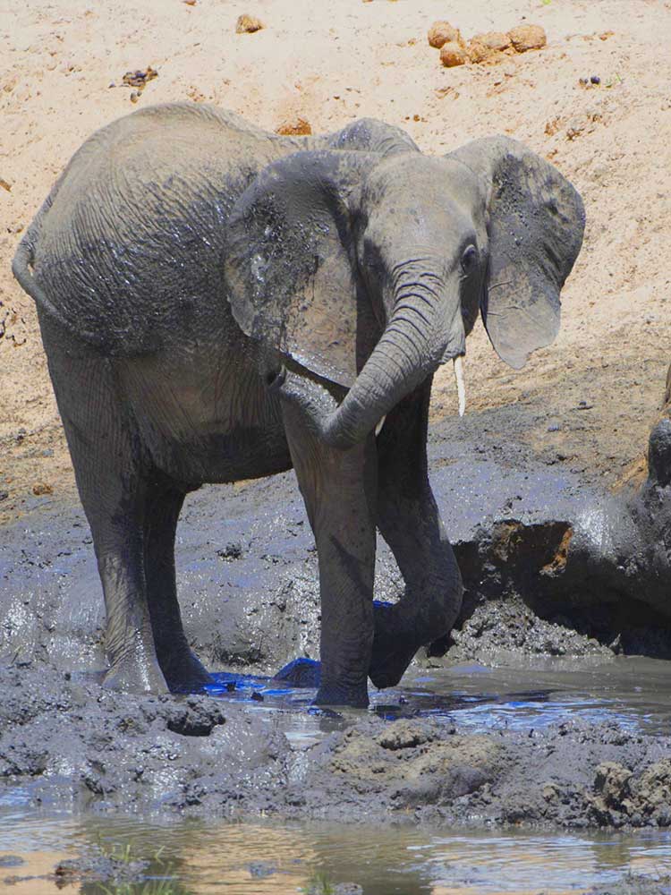 Elephant splashing mud with tusk Serengeti luxury safari ©bushtreksafaris