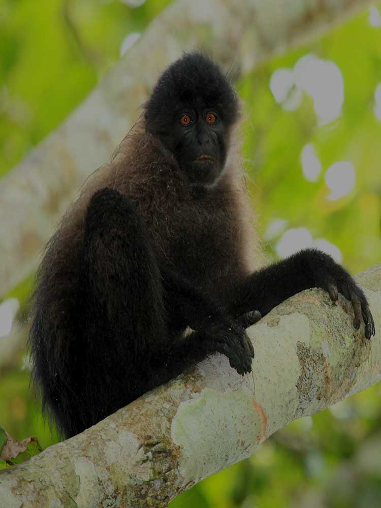 rare sighting of Grey Cheeked Mangabey while on gorilla safari in Uganda ©bushtreksafaris