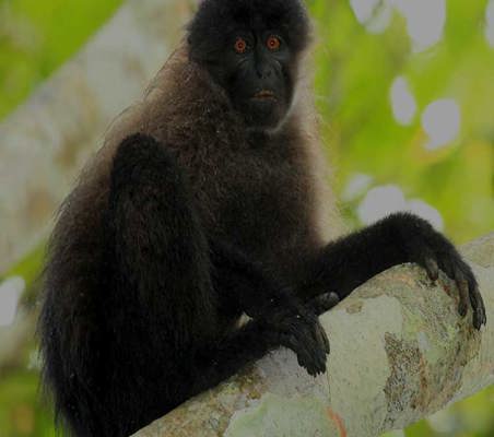 rare sighting of Grey Cheeked Mangabey while on gorilla safari in Uganda ©bushtreksafaris