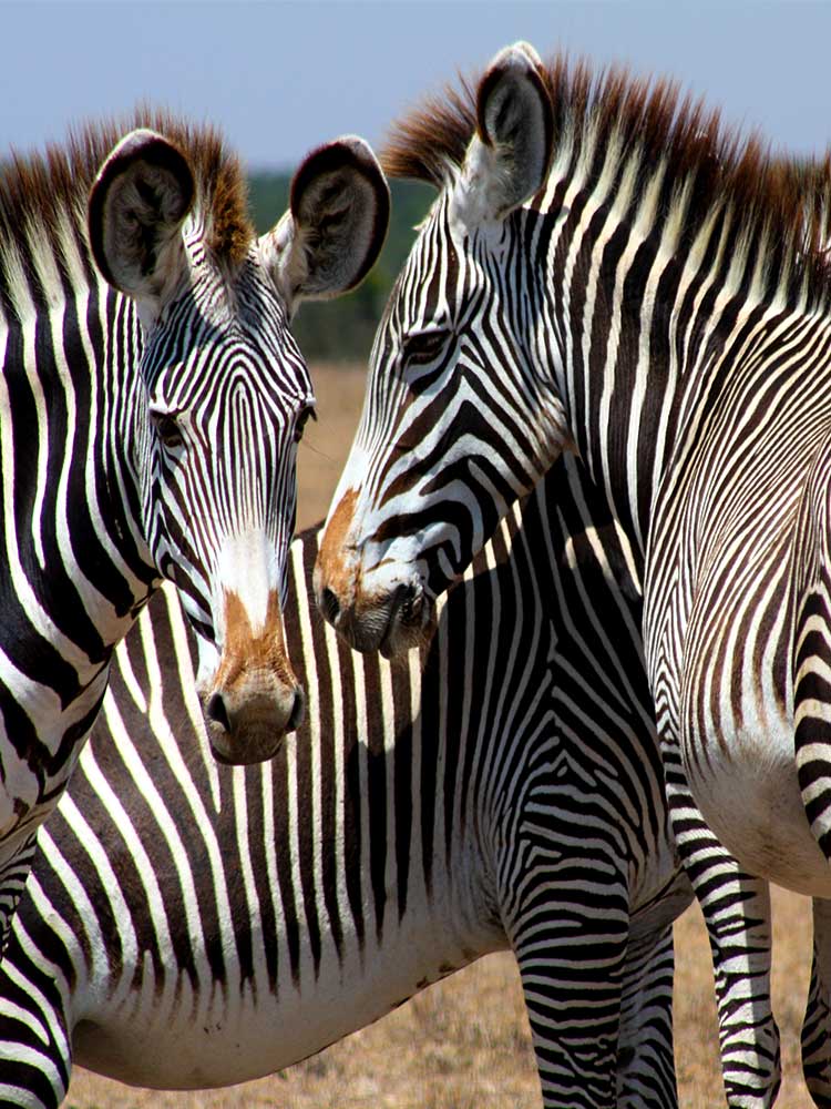 Grevy's Zebras close up encounter African animals Ol Pejeta Conservancy private safari Kenya ©bushtreksafaris