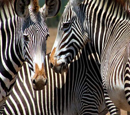 Grevy's Zebras close up encounter African animals Ol Pejeta Conservancy private safari Kenya ©bushtreksafaris