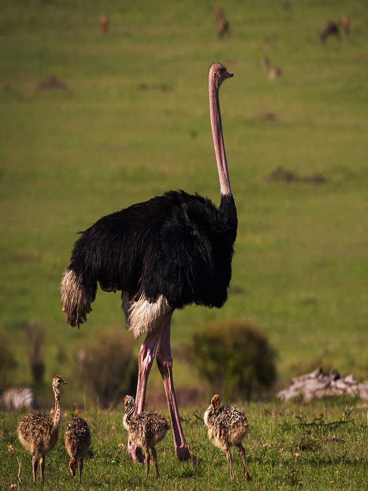 Ostrich And Chicks seen in the Maasai Mara on Kenya safari ©bushtreksafaris
