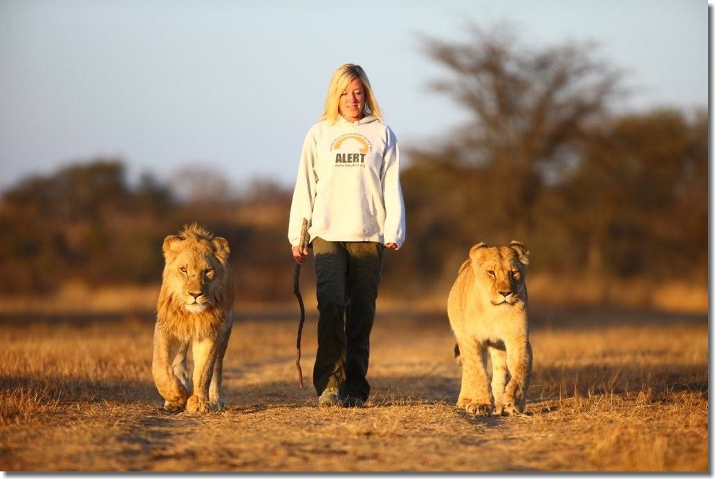 walking with lions conservation of lions in Africa ®bushtreksafaris