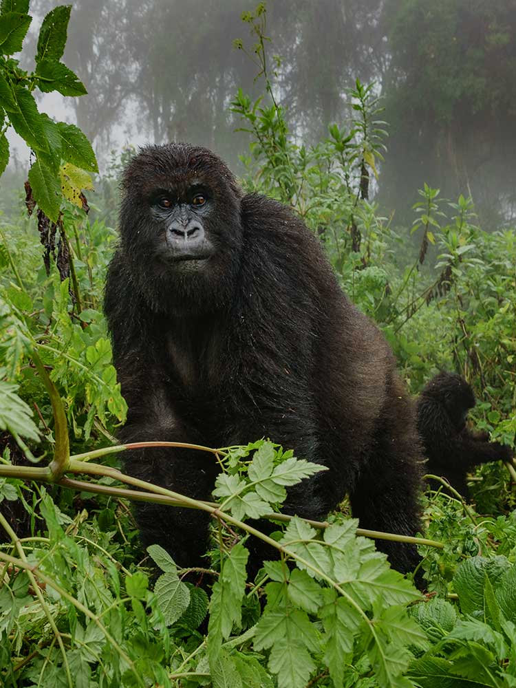 Virunga Gorillas in the mist superb photo on a gorilla tracking safari ©bushtreksafaris