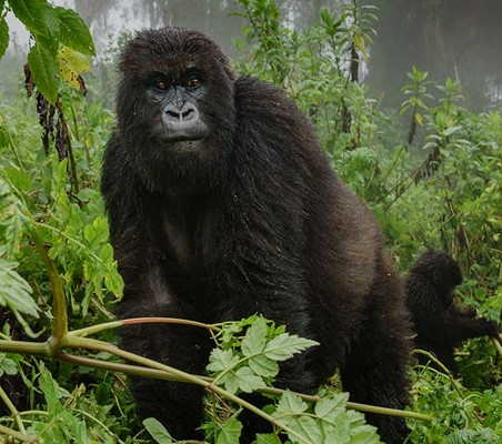 Virunga Gorillas in the mist superb photo on a gorilla tracking safari ©bushtreksafaris