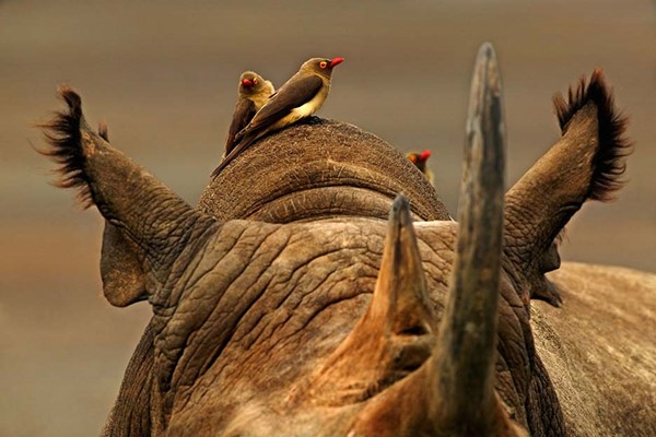 Rhino closeup photo with horns and Birds sitting Tsavo Kenya photography safari ©bushtreksafaris