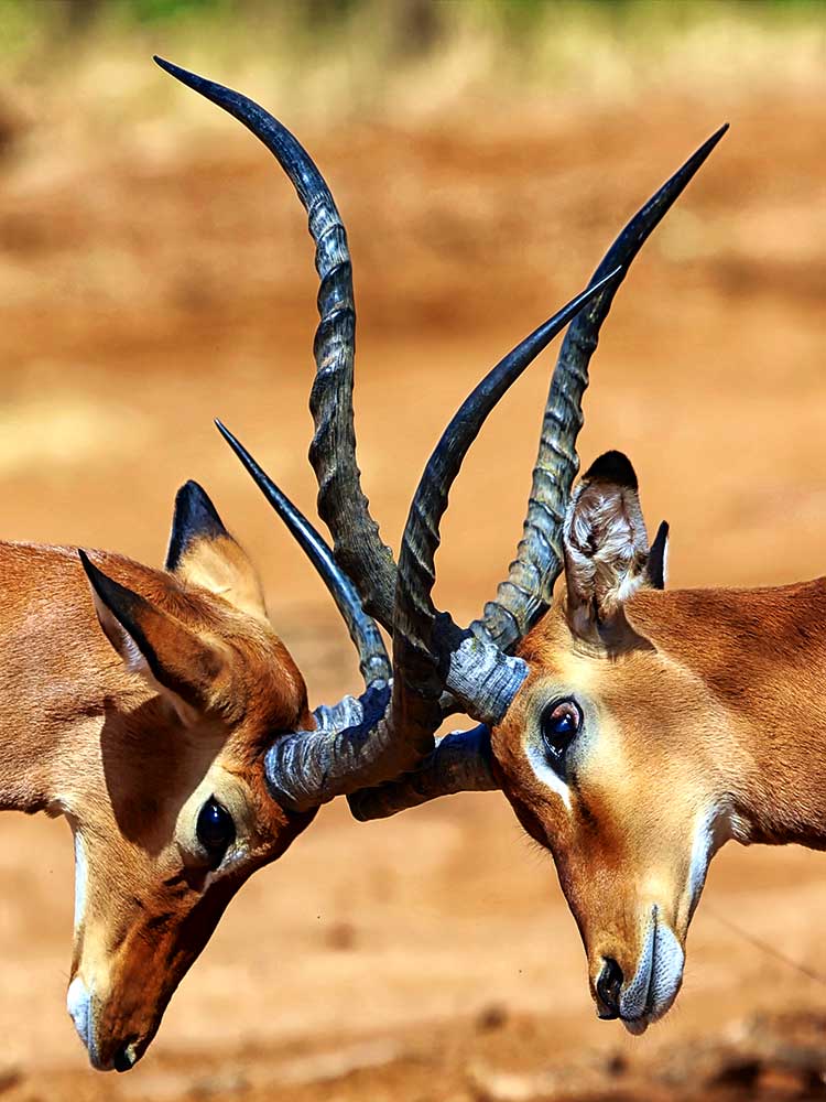 Impala Locking Horns closeup spectacular photo Kenya safari ©bushtreksafaris