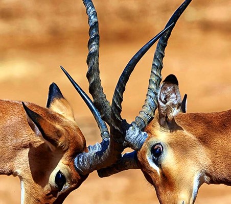 Impala Locking Horns closeup spectacular photo Kenya safari ©bushtreksafaris