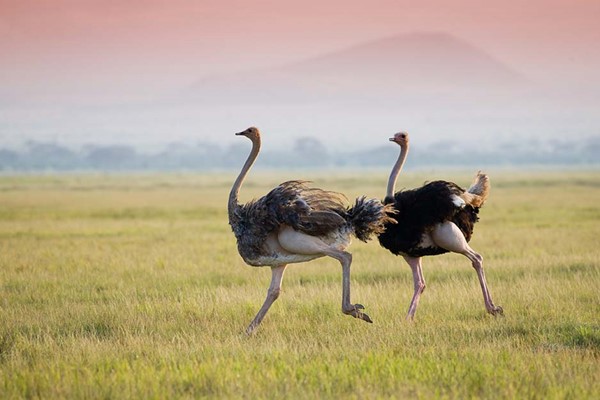 Masai Ostrich Male & Female Run amboseli safari Kenya ©bushtreksafaris