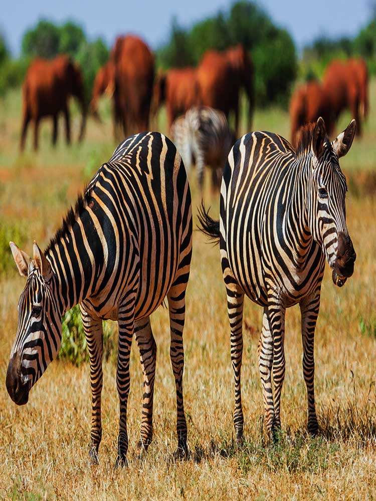 Zebras Elephants in Tsavo grazing Kenya safari ©bushtreksafaris