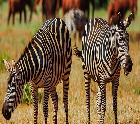 Zebras Elephants in Tsavo grazing Kenya safari ©bushtreksafaris