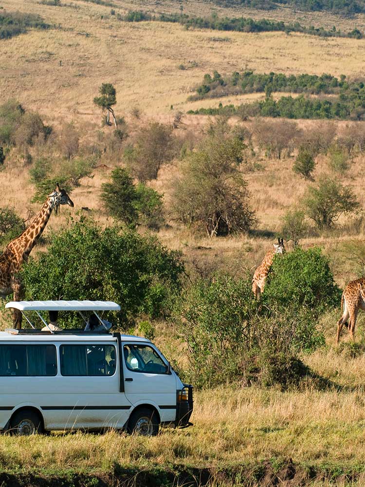Giraffes feeding on bushes in mara with 4X4 Kombi private safari vehicle in view ©bushtreksafaris