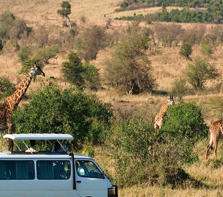 Giraffes feeding on bushes in mara with 4X4 Kombi private safari vehicle in view ©bushtreksafaris