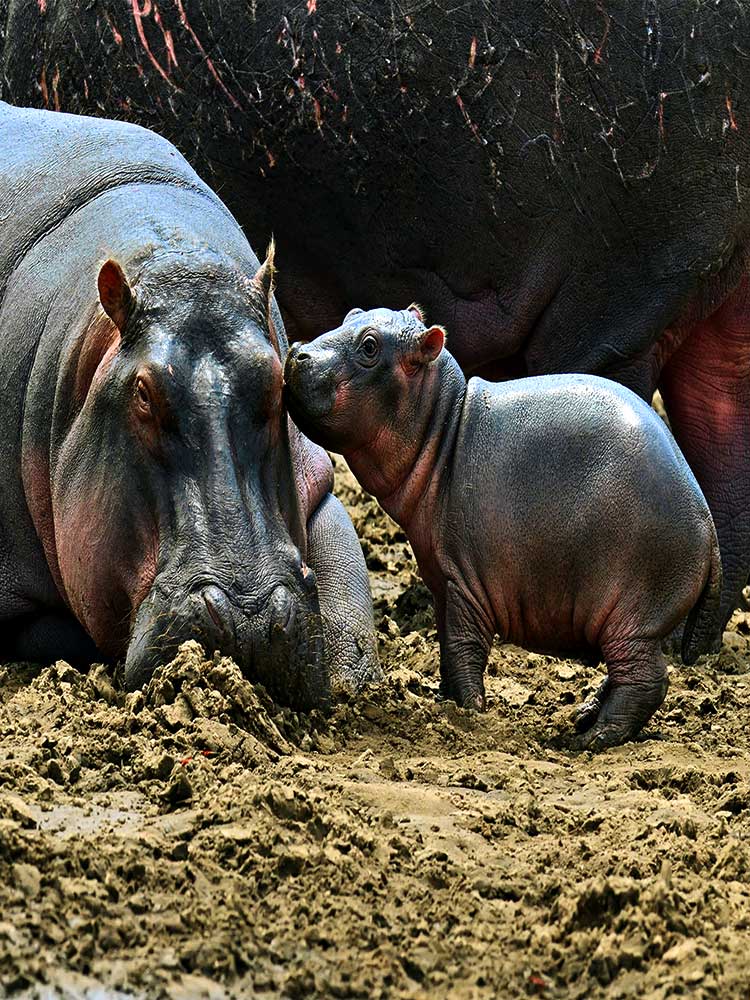 Baby Hippo And Mother on banks of mara river Kenya safari