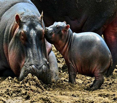 Baby Hippo And Mother on banks of mara river Kenya safari