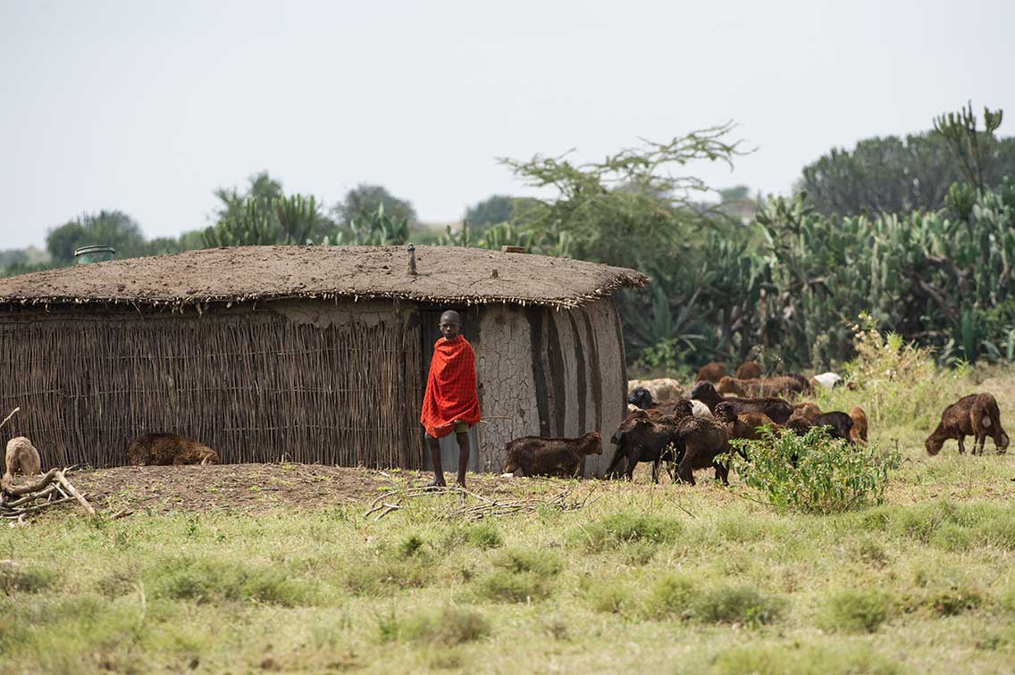 maasai boy at his boma hering goats ®bushtreksafaris