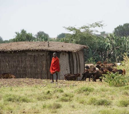 maasai boy at his boma hering goats ®bushtreksafaris