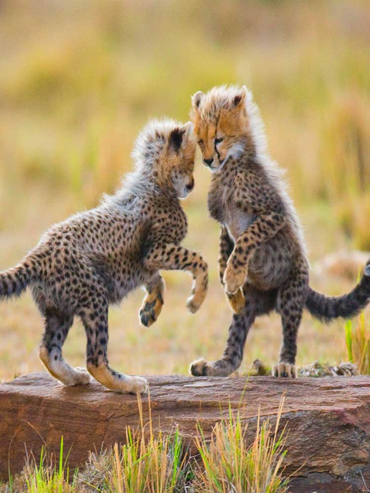 cute Cheetah Cubs playing on log in Maasai Mara rainy season safari ©bushtreksafaris