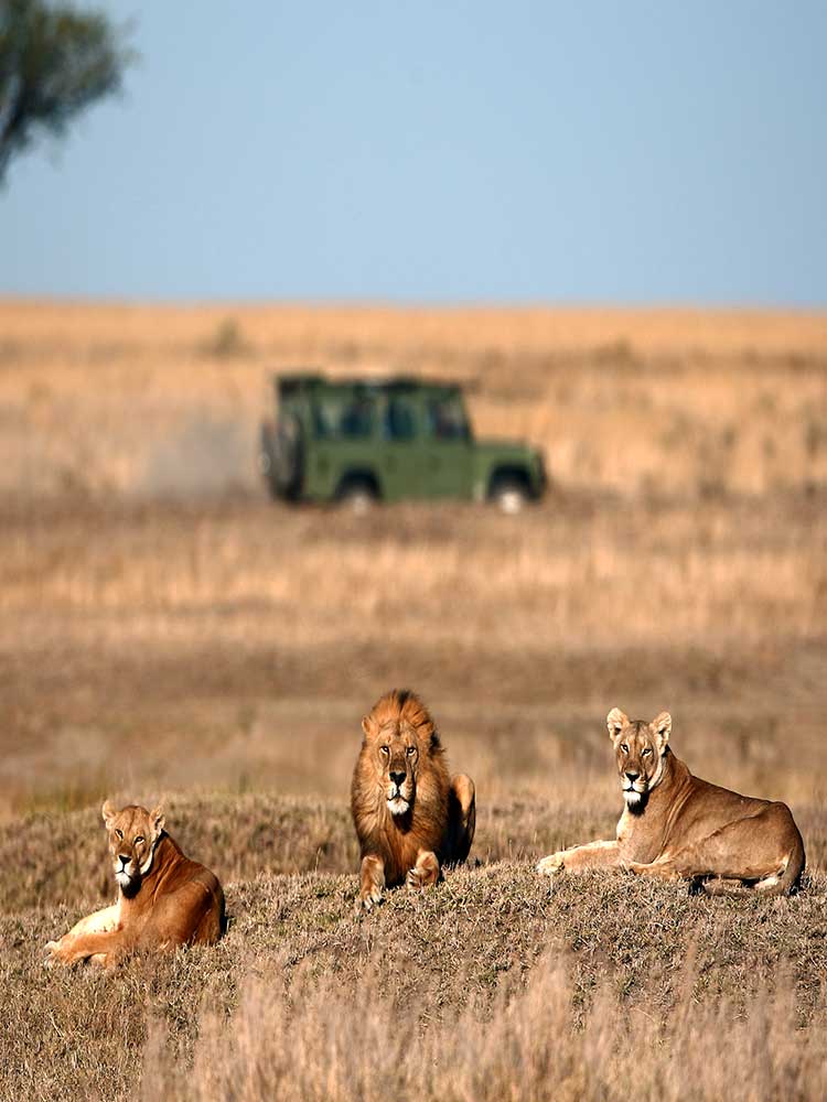 Lions seen during the day on the dry savannah in maasai mara with land rover vehicle in view bespoke safaris©bushtreksafaris