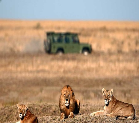 Lions seen during the day on the dry savannah in maasai mara with land rover vehicle in view bespoke safaris©bushtreksafaris