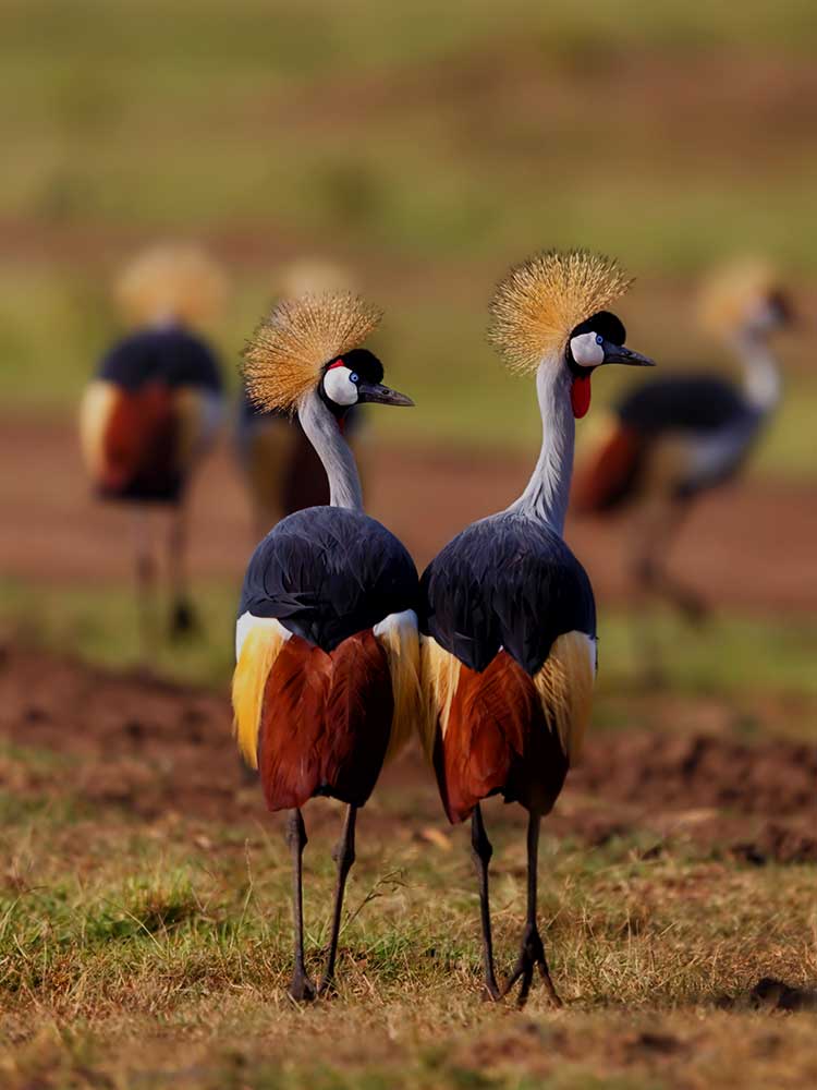 magnificent photo of Crowned Cranes Lake manyara Tanzania bespoke safari ©bushtreksafaris