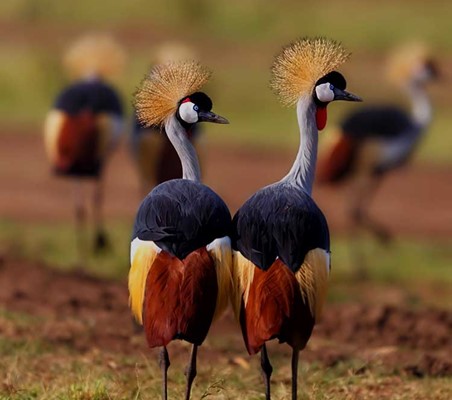 magnificent photo of Crowned Cranes Lake manyara Tanzania bespoke safari ©bushtreksafaris