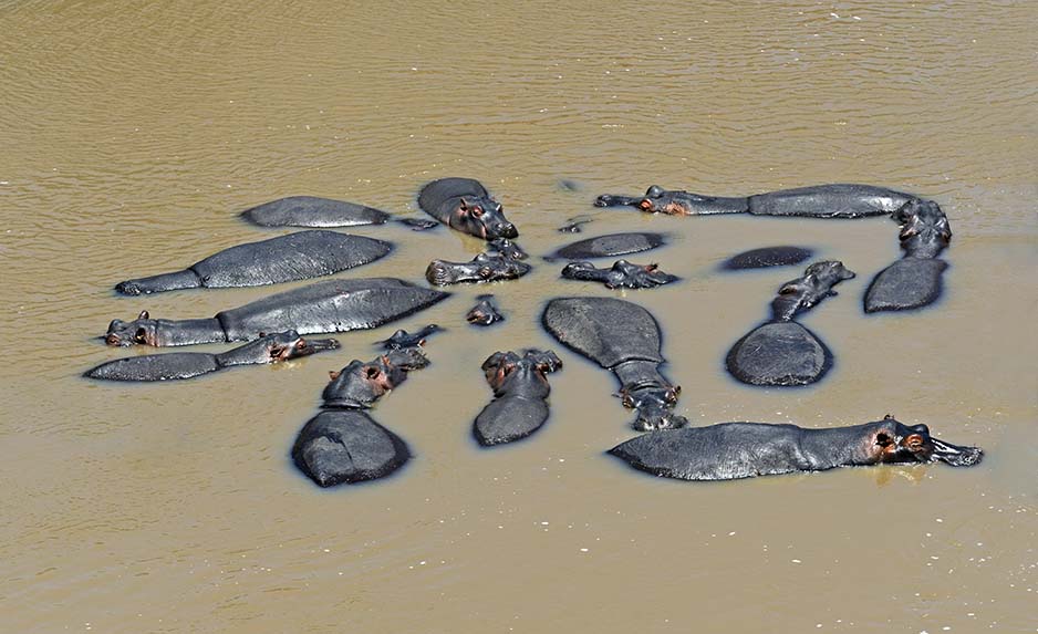 Family of Hippos in a Pool maasai Mara Kenya safari ©bushtreksafaris