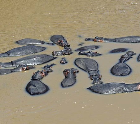 Family of Hippos in a Pool maasai Mara Kenya safari ©bushtreksafaris