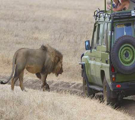 ngorongoro lion in full view around vehicles happy travellers capture amazing photo ©bushtreksafaris