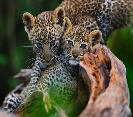very cute blue eyed leopard cubs cuddling for camera serengeti safari ©bushtreksafaris