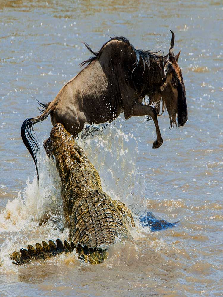 amazing photo of crocodile attacking wading wildebeest in the mara rive Kenya safari ©bushtreksafaris