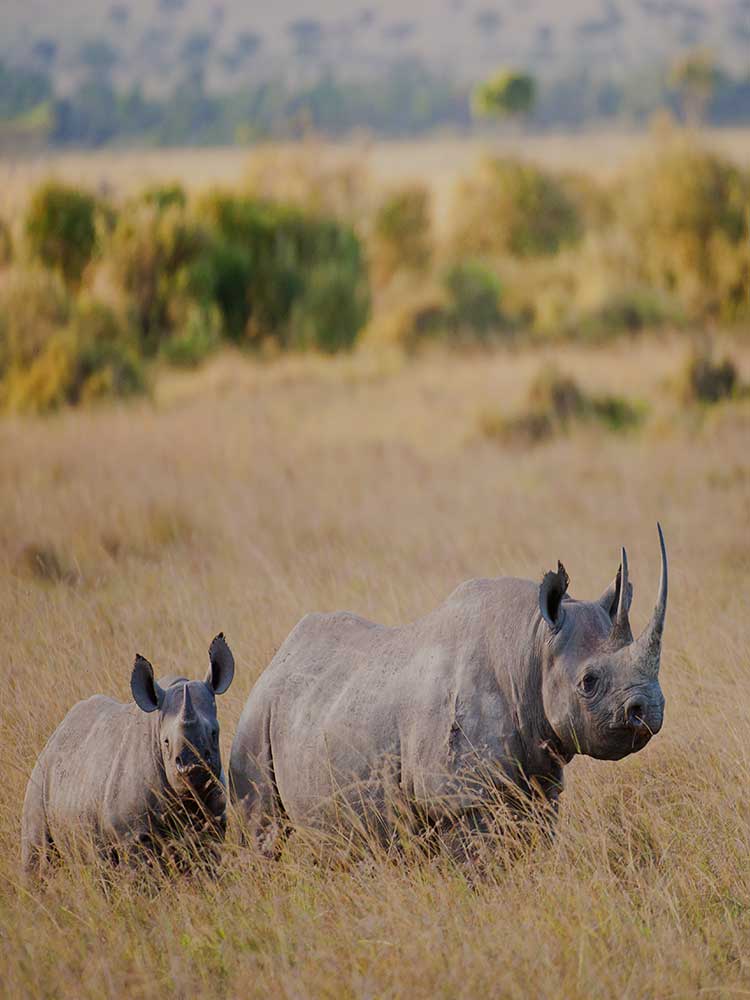 rhino and mother with big horn seen on Kenya safari masai mara #1©bushtreksafaris