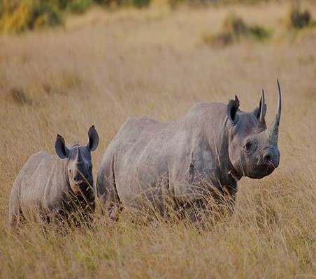 rhino and mother with big horn seen on Kenya safari masai mara #1©bushtreksafaris
