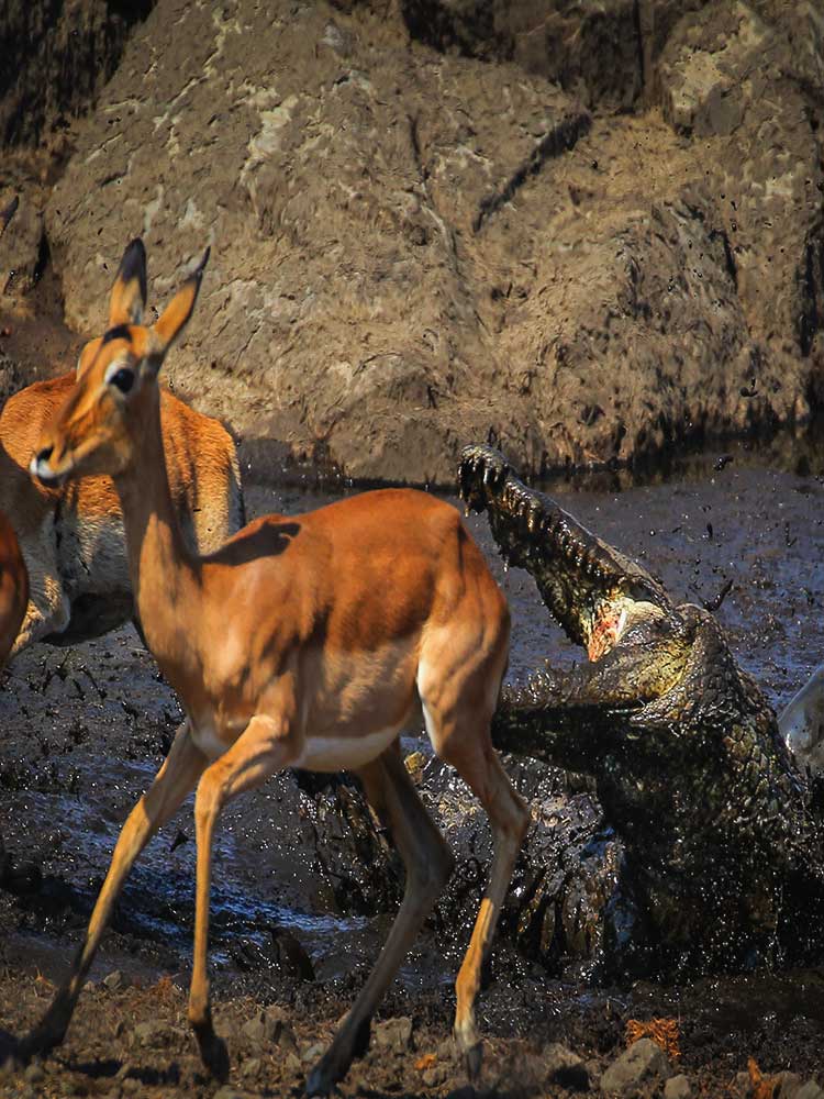 Mara River Gazelle Crock Attack