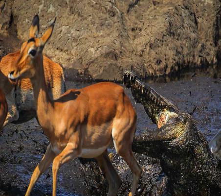 Mara River Gazelle Crock Attack
