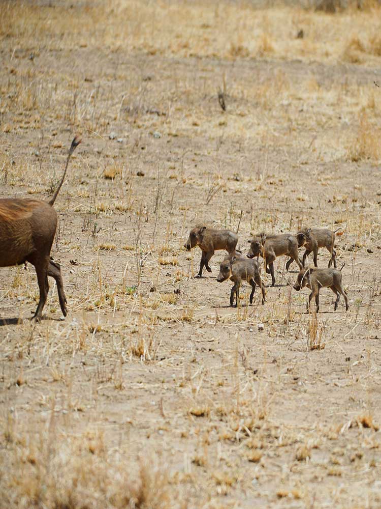 very cute warthog piglets follow mother in the dry season maasai mara game reserve Kenya safari ©bushtreksafaris