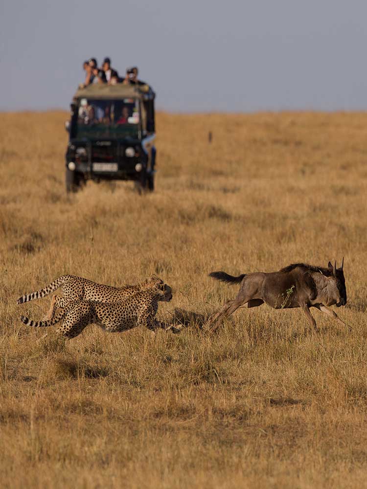 two cheetahs chase a wildebeest excellent hunting photo capture private game safari Kenya ©bushtreksafaris