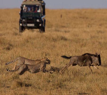 two cheetahs chase a wildebeest excellent hunting photo capture private game safari Kenya ©bushtreksafaris